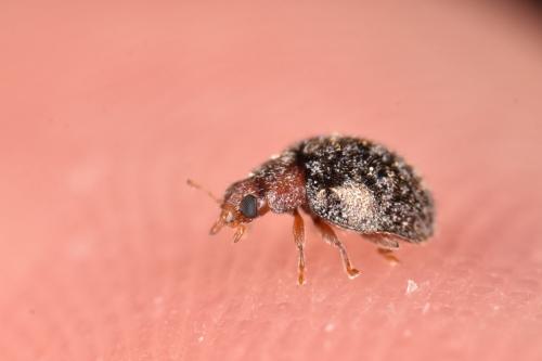Rhyzobius lophanthae